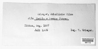 Ustilago avenae image